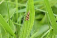 Celypha rivulana