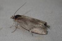 Eucosma metzneriana