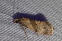 Cochylidia implicitana