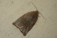 Archips rosana