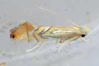 Phyllonorycter