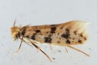 Eumasia parietariella