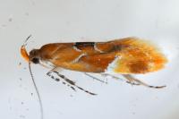 Epicallima formosella