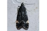 Dichomeris alacella