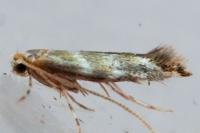 Cameraria ohridella