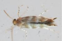 Cameraria ohridella