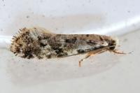 Nemapogon