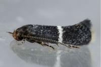 Elachista metella