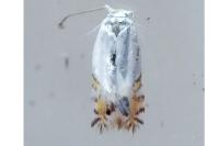Leucoptera
