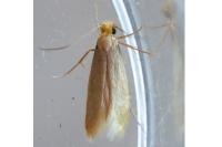 Tineola bisselliella