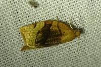 Pandemis cerasana