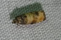 Piniphila bifasciana