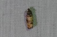 Piniphila bifasciana