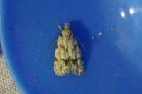 Symmoca signatella