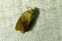 Ptycholoma lecheana