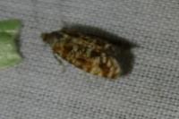 Rhyacionia pinivorana