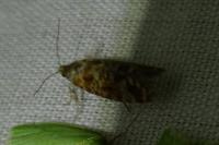Rhyacionia pinivorana