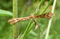 Marasmarcha lunaedactyla