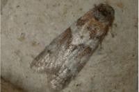 Tortricodes alternella