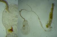 Blastobasis glandulella