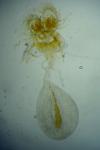 Cnephasia stephensiana