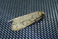 Diurnea fagella