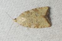 Aleimma loeflingiana