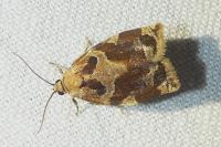 Archips xylosteana