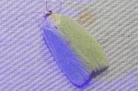 Tortrix viridana