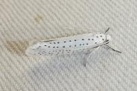 Yponomeuta evonymella
