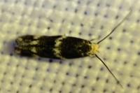 Elachista stabilella