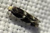 Elachista stabilella