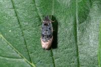 Metendothenia atropunctana