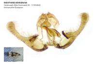Endothenia marginana