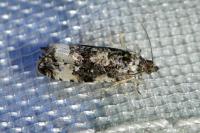 Endothenia marginana