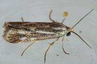 Brachodes funebris