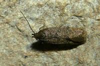 Bryotropha terrella