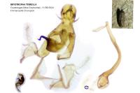 Bryotropha terrella