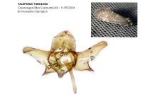 Taleporia tubulosa