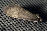 Taleporia tubulosa