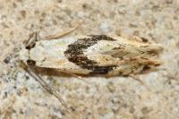 Nemapogon clematellus