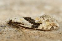 Nemapogon clematellus