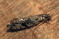 Nemapogon granellus