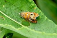 Olethreutes arcuella
