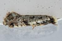 Nemapogon