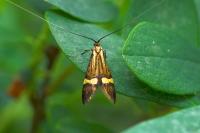 Nemophora degeerella