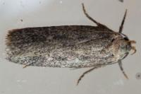 Platyedra subcinerea