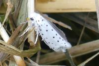 Yponomeuta