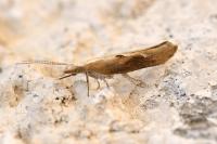Ypsolopha falcella