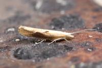 Ypsolopha falcella